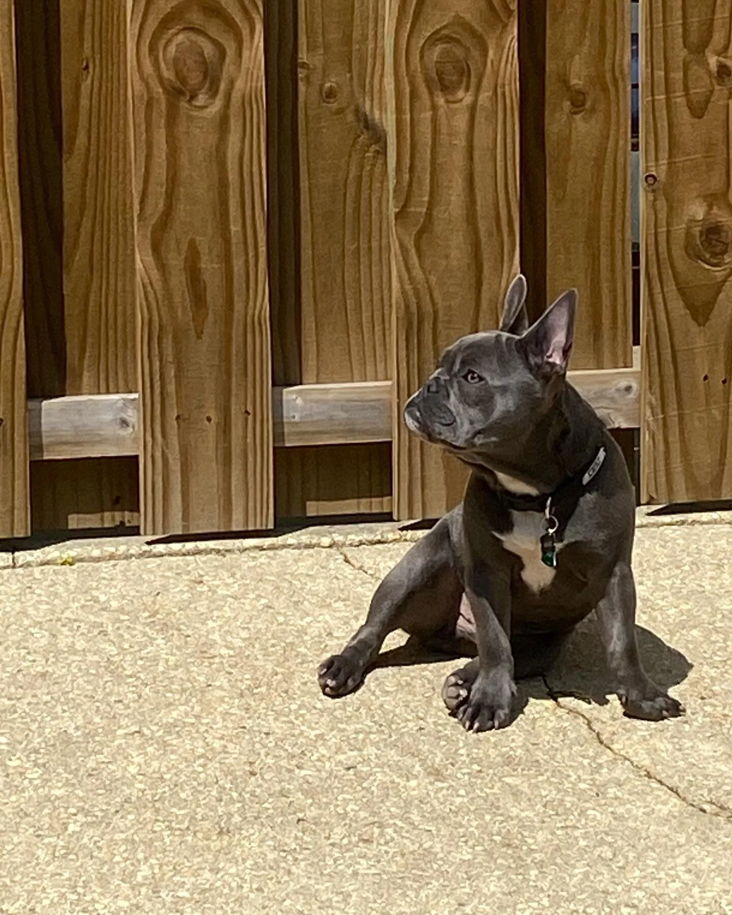 Frankie! #frenchie #frenchbulldog #nofilter #thosefeettho #underbitesunite