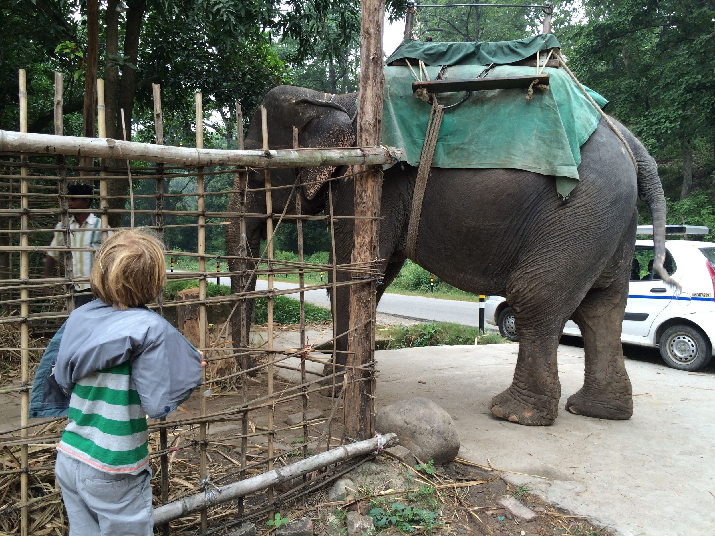 Elliot meets Kalina, a 40-year-old domesticated elephant