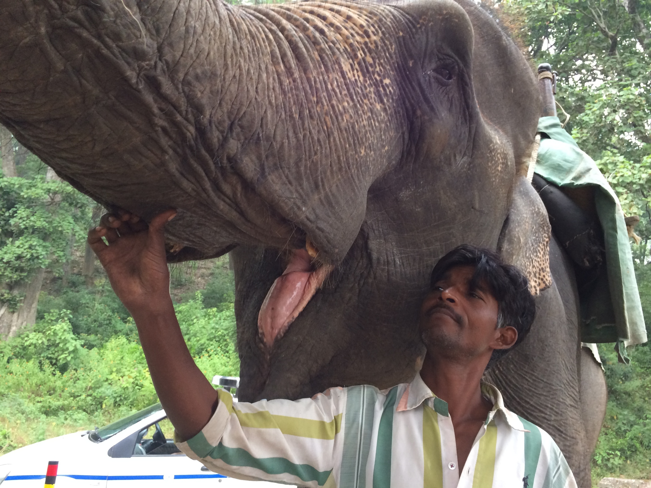 Kalina's mahout shows off her mouth