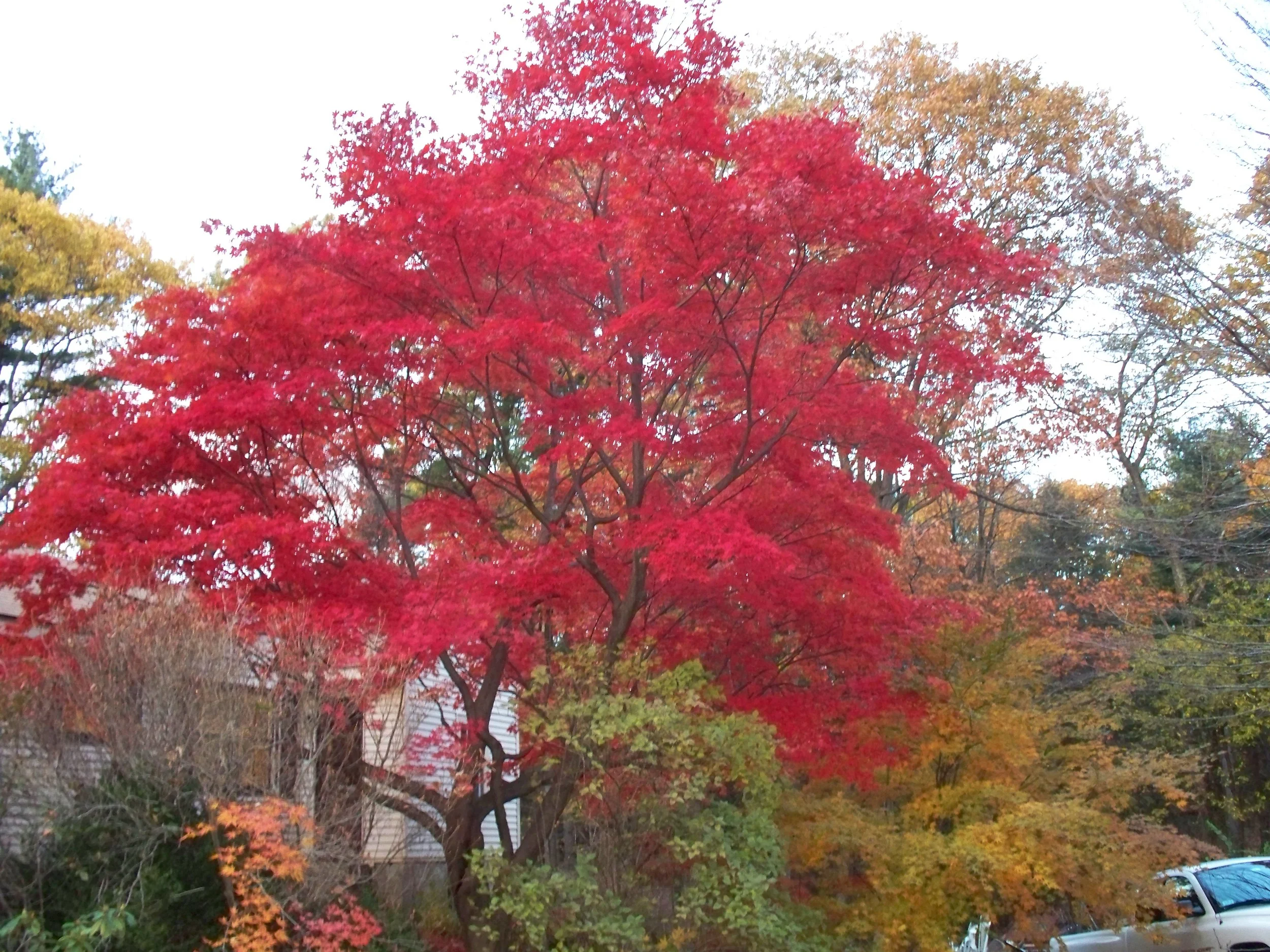 Japanese Maple Fall.JPG