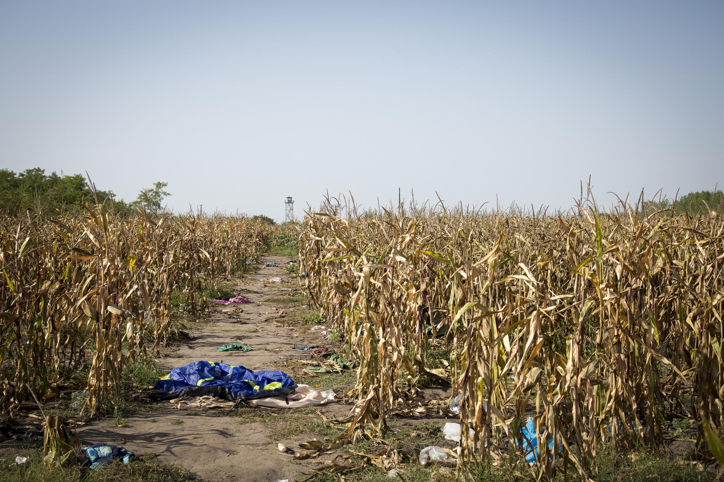   Through this cornfield many fled from the police. Now it is just a tent, trash and shoe prints left.  