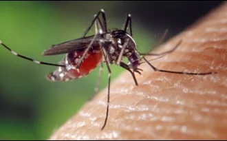 Mosquito Stock Image2.jpg