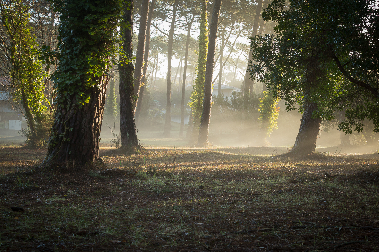 Brume matinale dans le sous bois