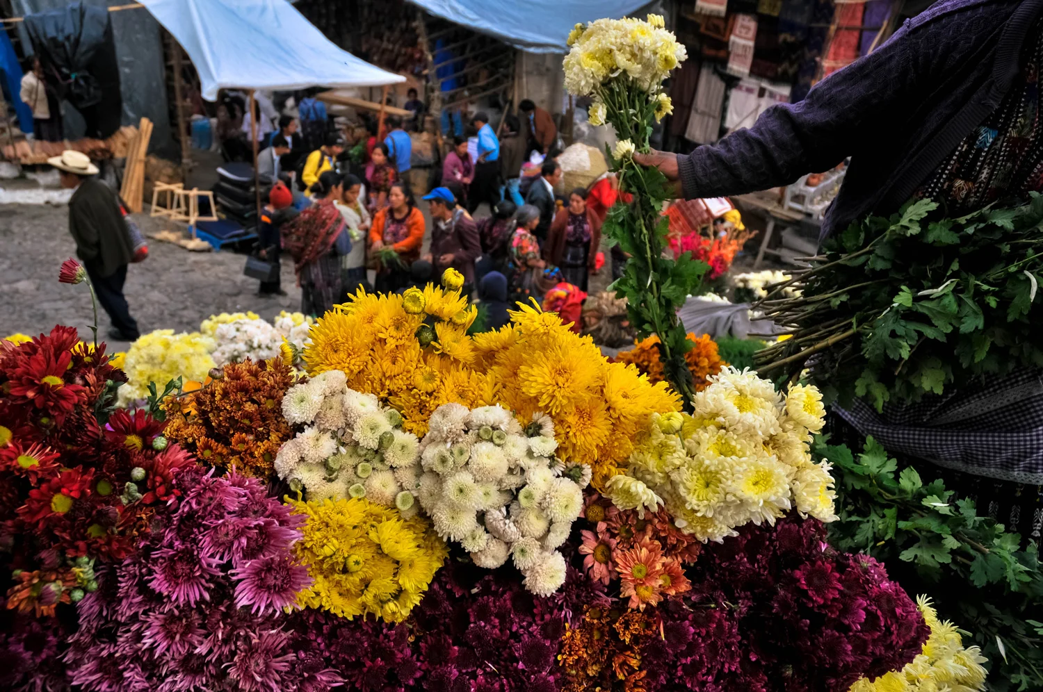 gUATE-fleur-up.jpg