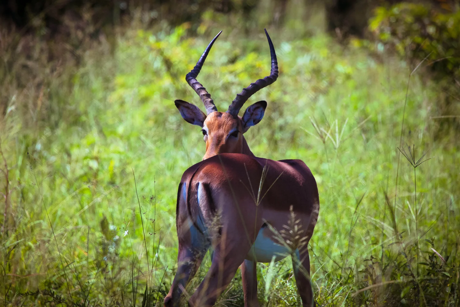 safari023.jpg