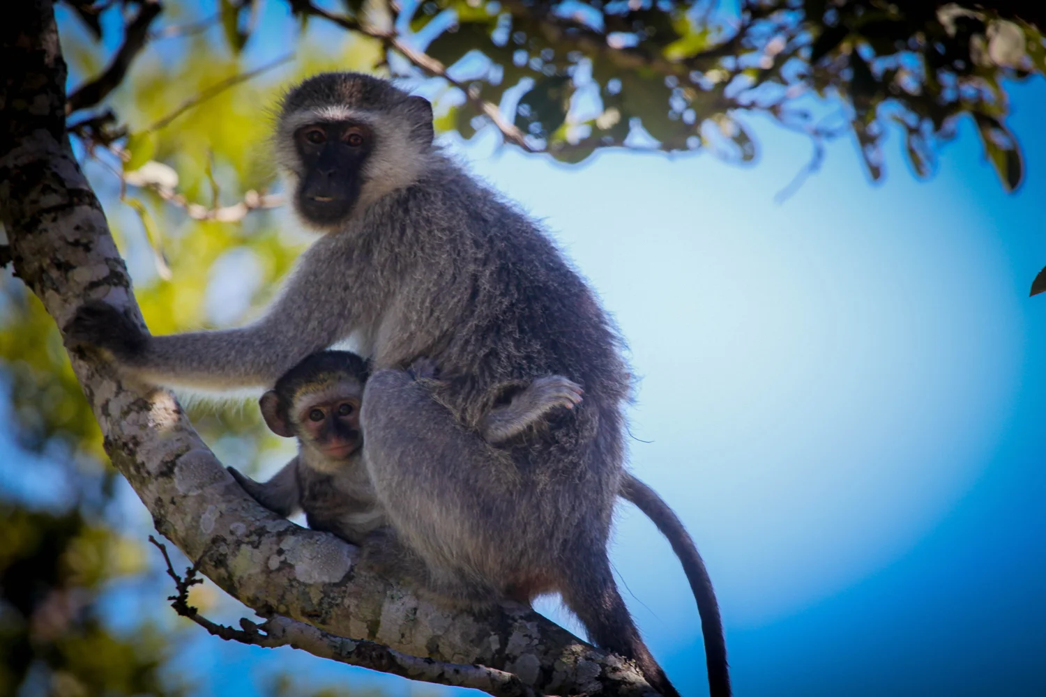 safari025.jpg
