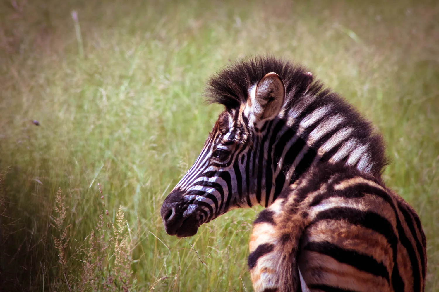 safari029.jpg