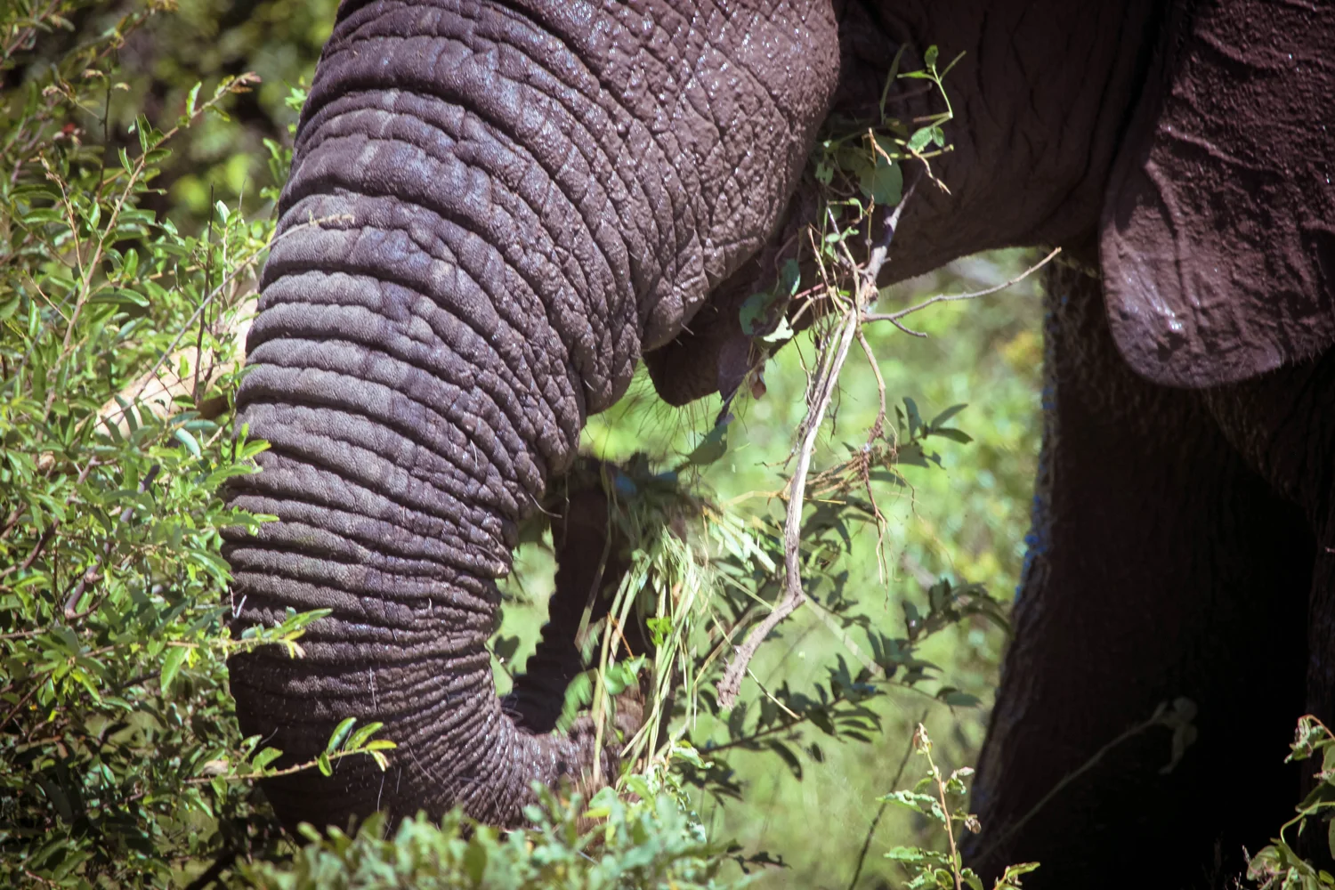 safari040.jpg