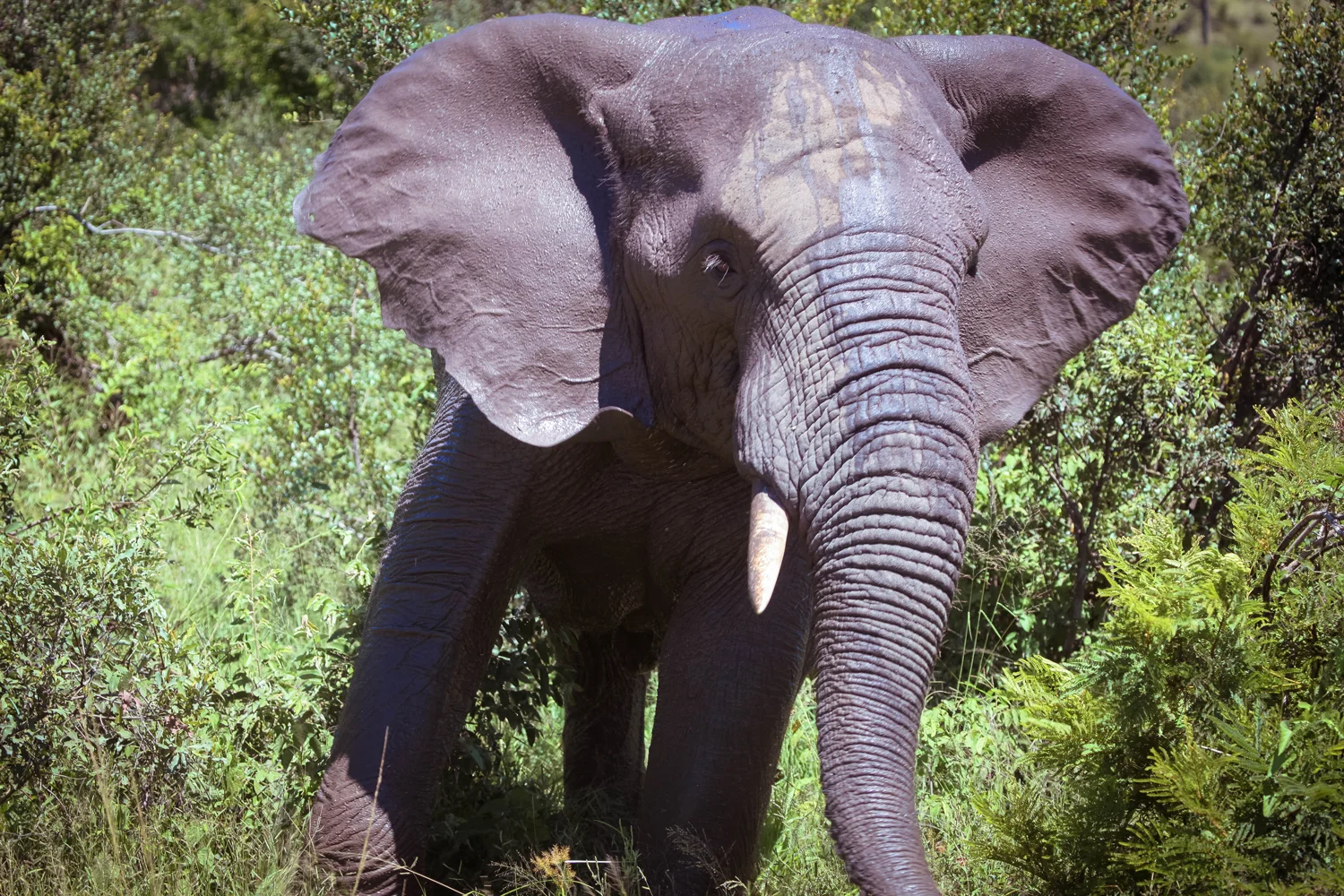 safari041.jpg