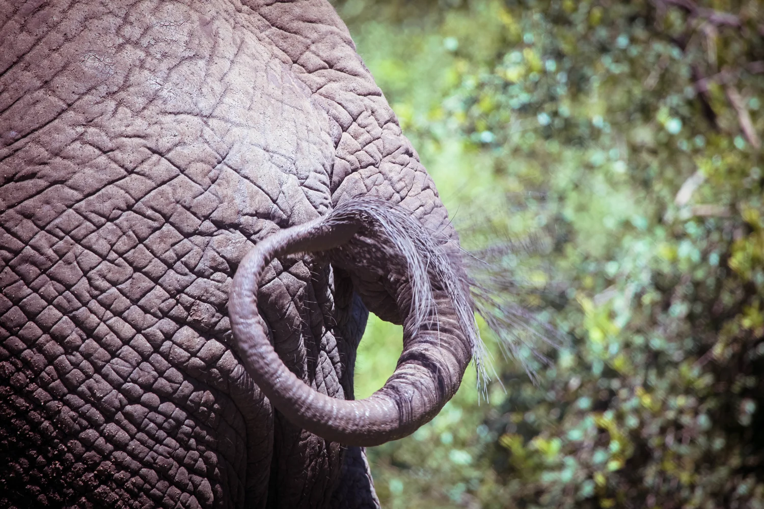 safari044.jpg