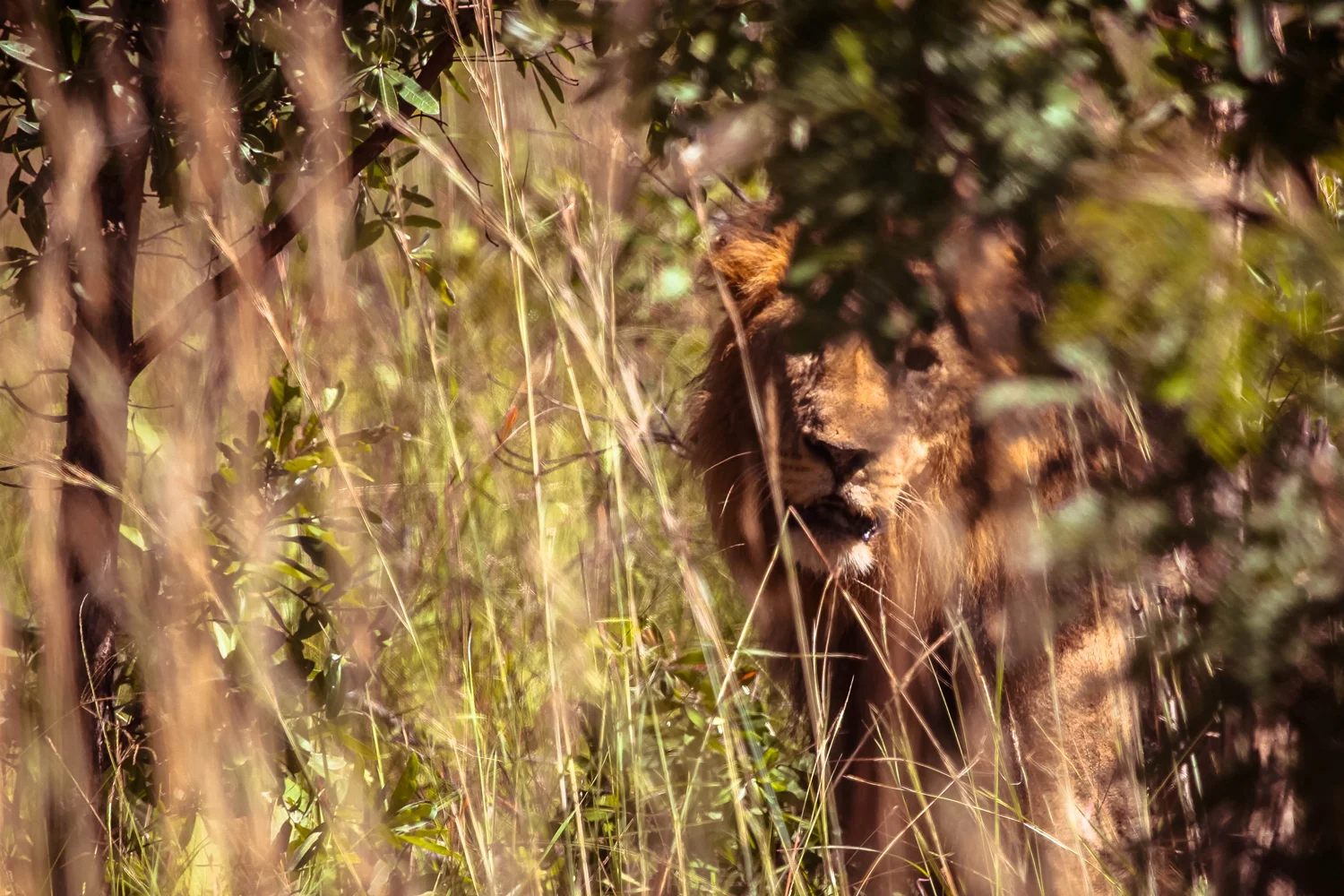 safari054.jpg