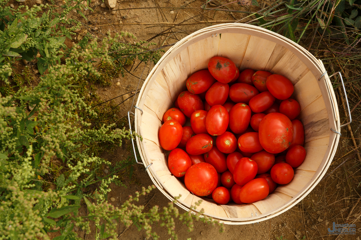 Lewin Farms Tomato Picking _ Long Island _ Jonathan Heisler.jpg