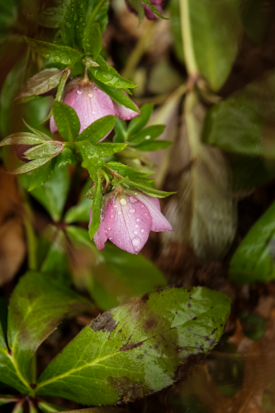 Rainy day flower