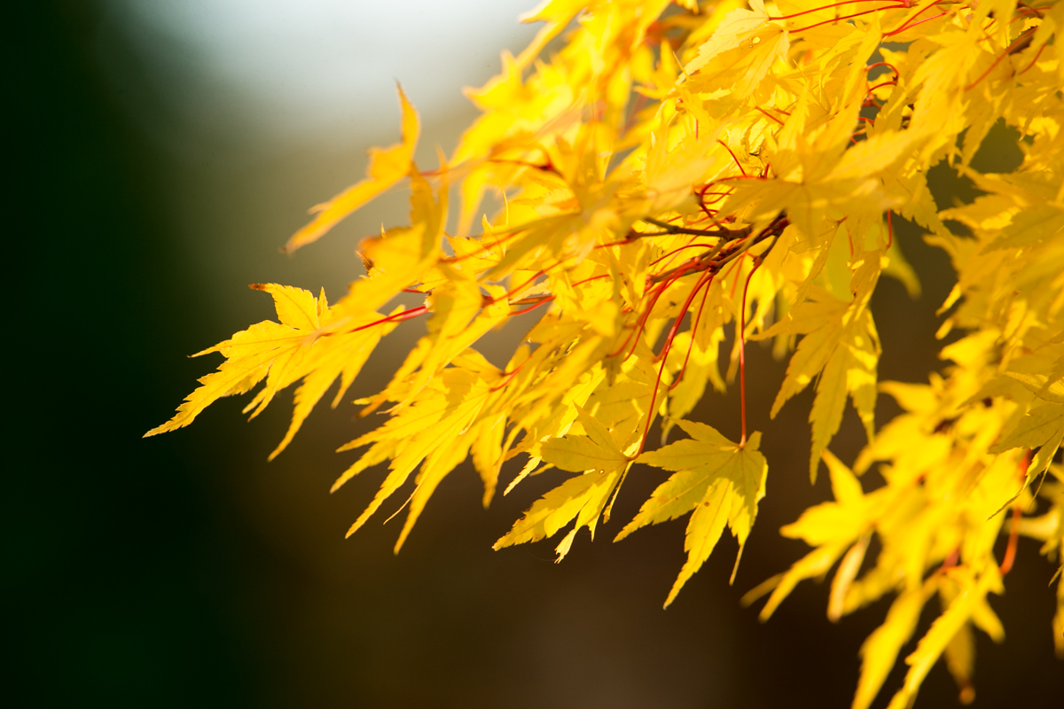 Yellow fall foliage