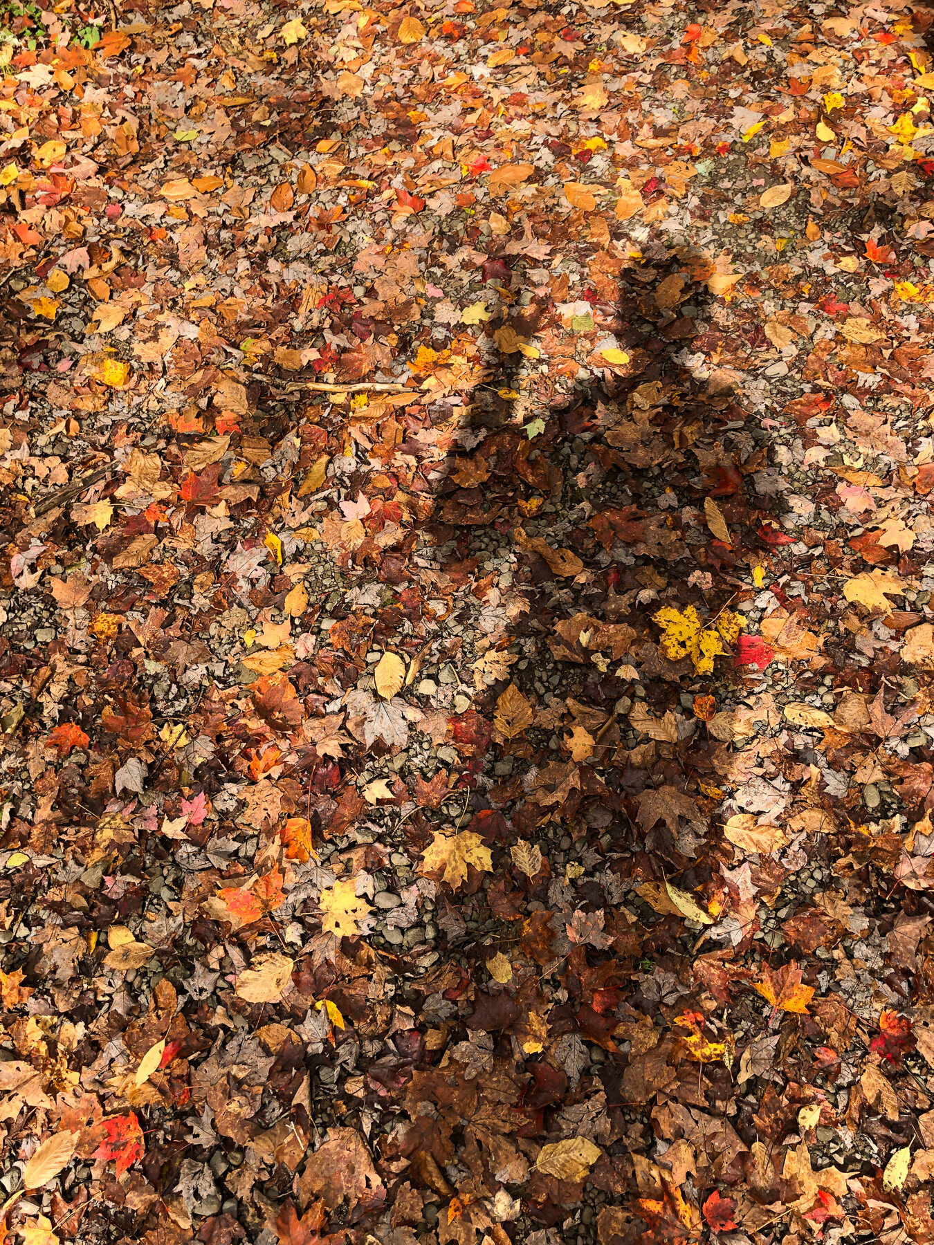 Hunter Mountain Fire Tower Fall Camping _ Jonathan Heisler _ 1082019 _0004.jpg