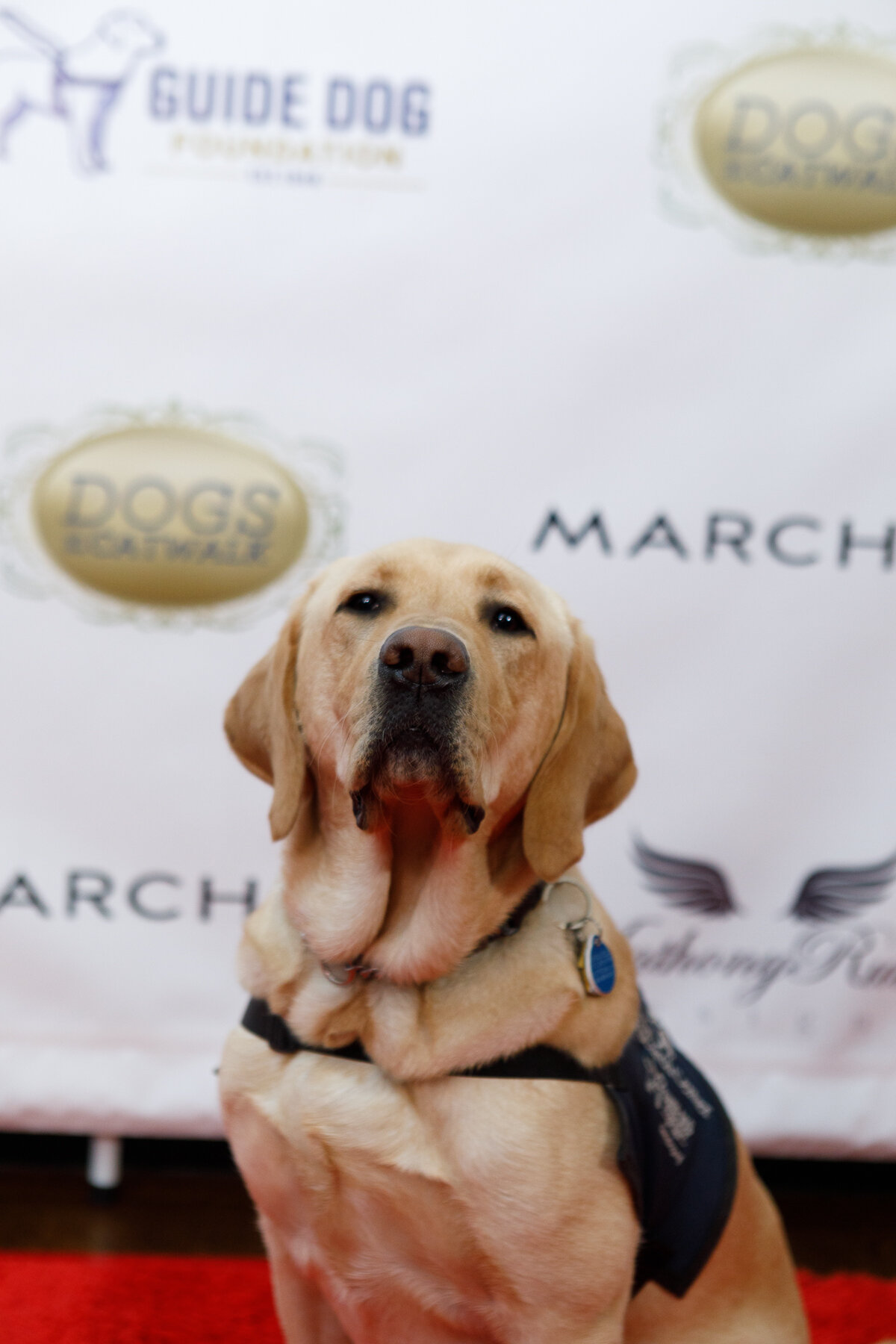 Americas VetDogs _ Dogs On The Catwalk _ Jonathan Heisler _ 10102019 _0039.jpg