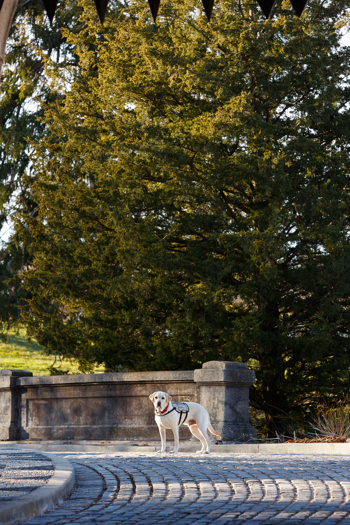 Sully Bush Americas VetDogs _ Vanderbilt Museum _ Jonathan Heisler _ 12132019 _0025.jpg