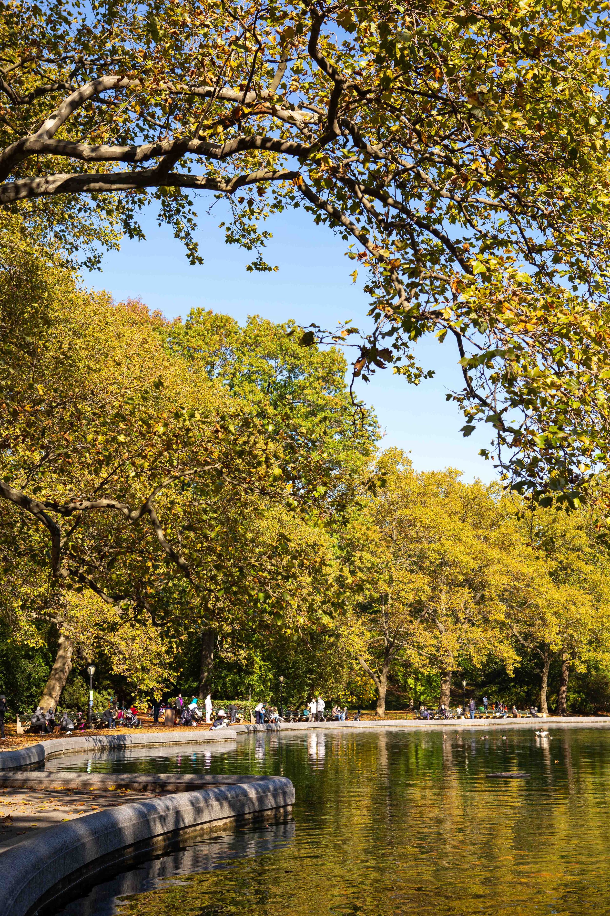 Central Park Marriage Proposal Photographer_ 10.31.2020 _ 0001.jpg