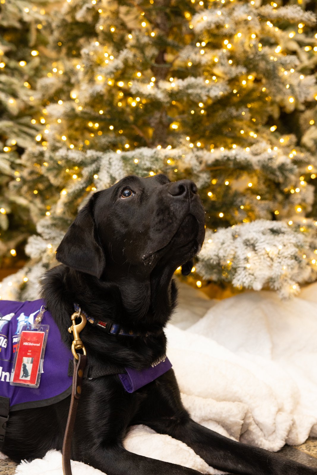 NYC Dog Editorial Photographer _ 0021.jpg