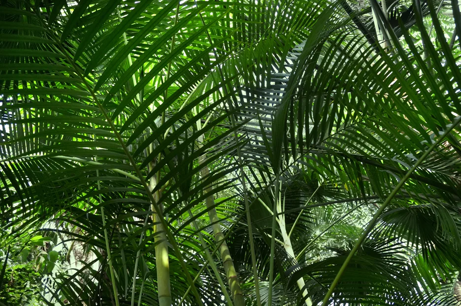 Tropical-forest-with-palm.jpg