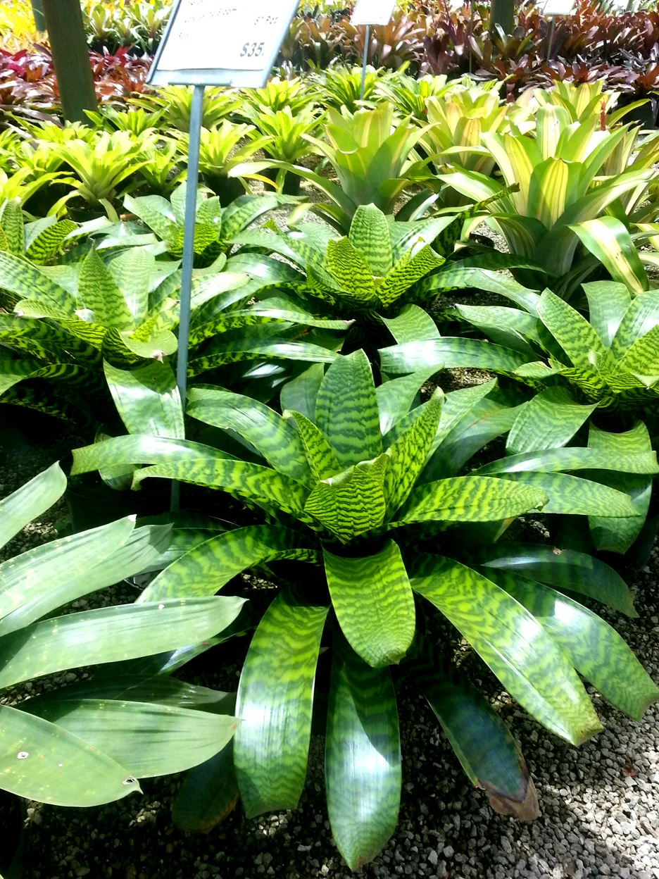 Vriessa Hybrid