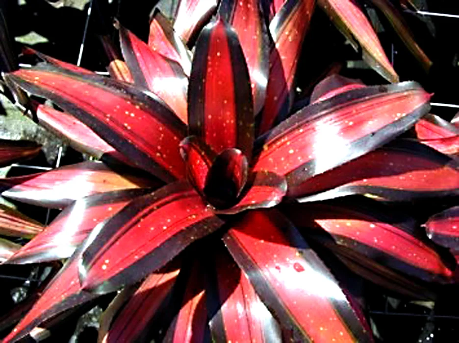 Neoregelia Margaret