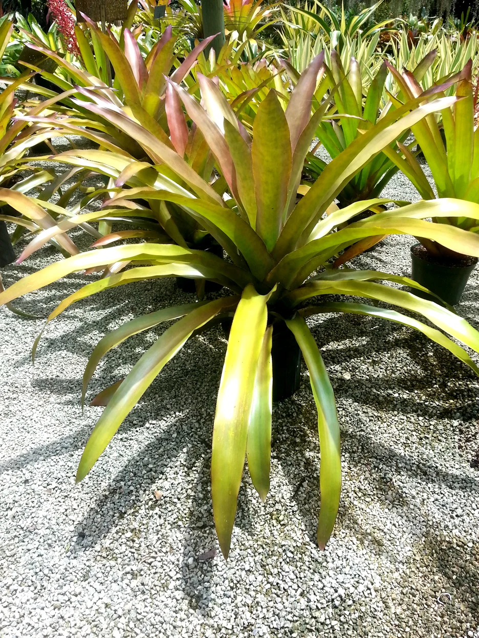 Androlepis Skinerii