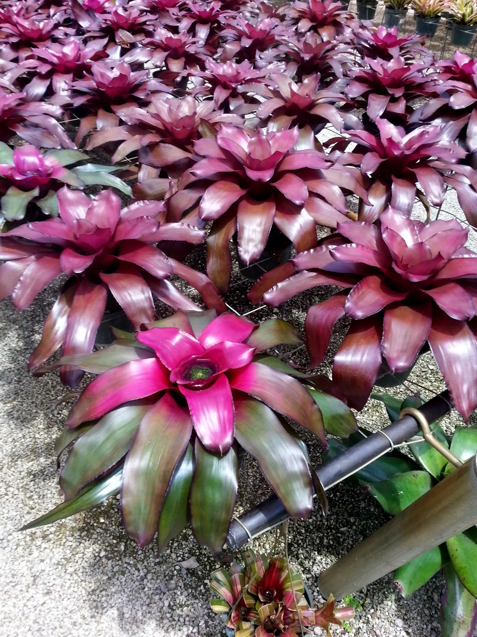 Neoregelia Lila