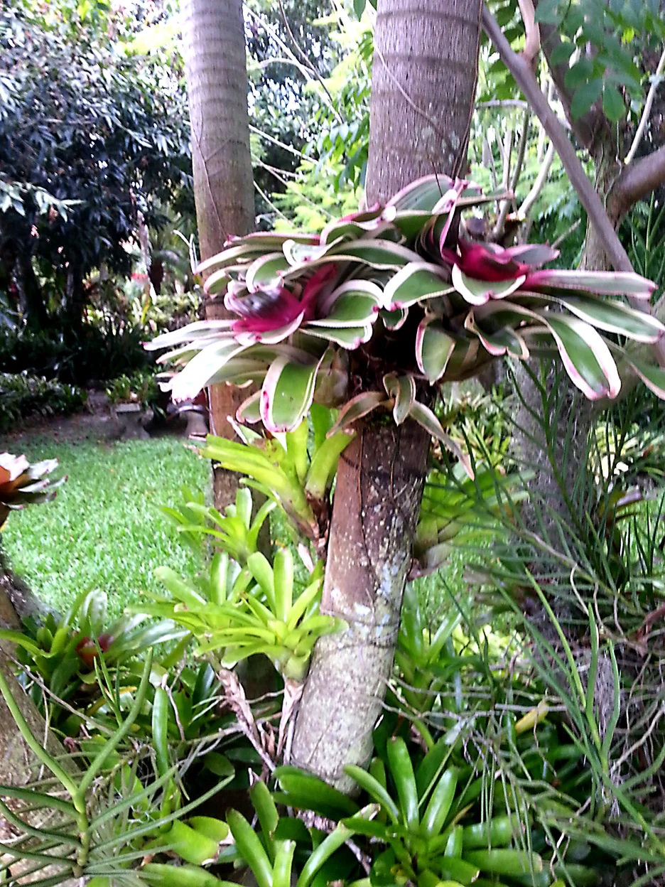 Tree Mounted Bromeliads