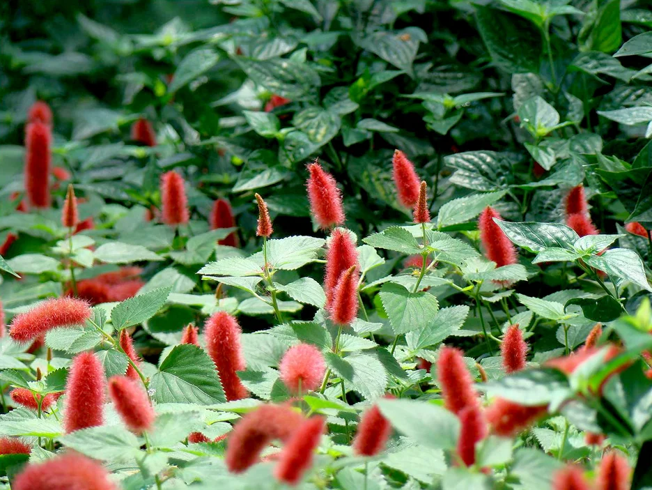Dwarf Chenille