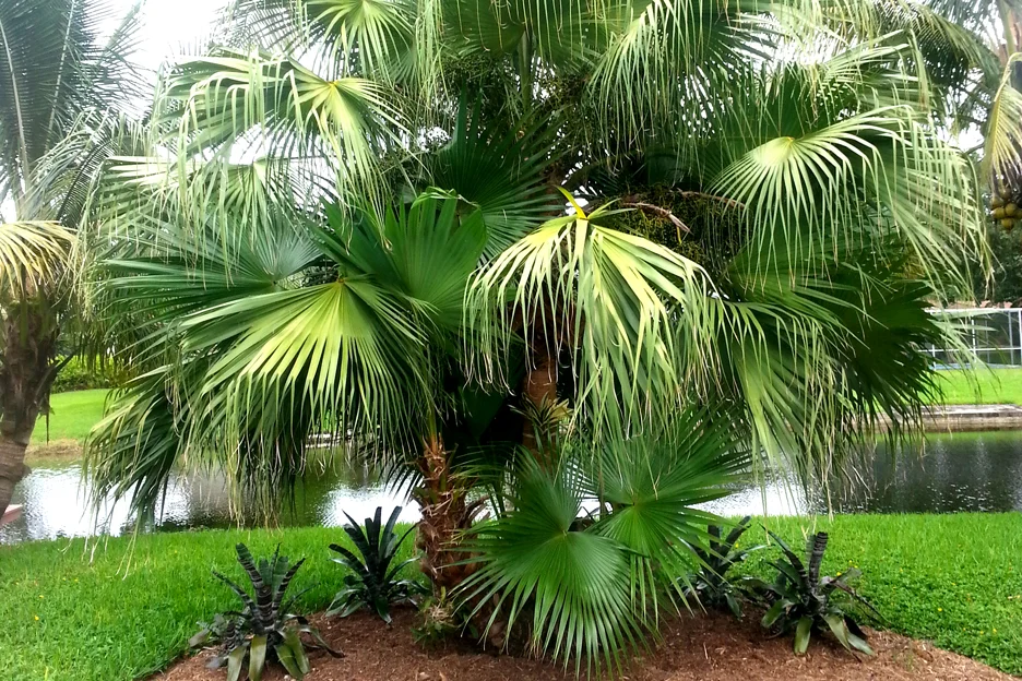 Mexican Fan Palm