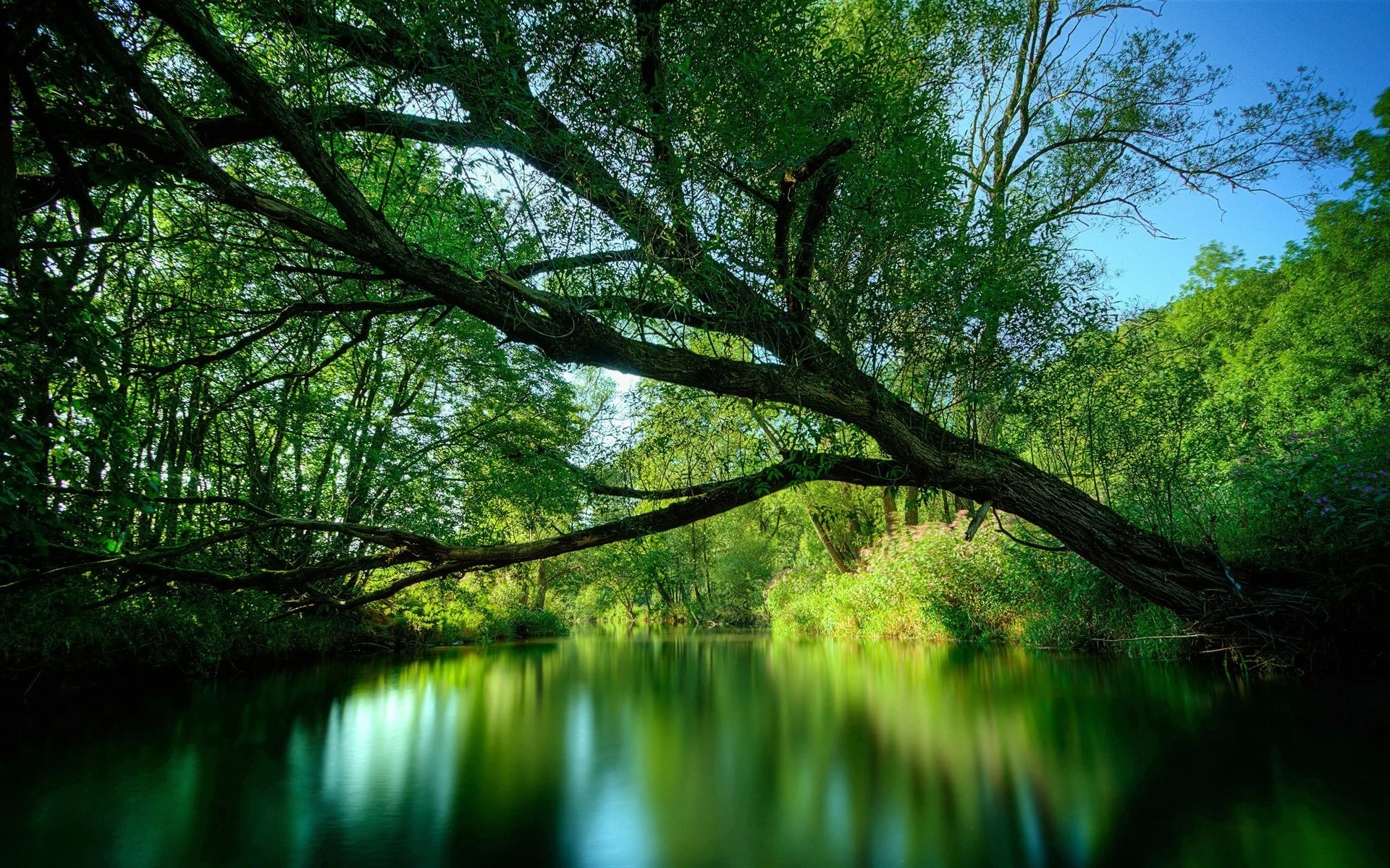 tree_branches_inclination_water_wood_lake_26682_1920x1200.jpg