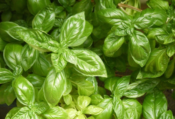 herb-garden-for-beauty