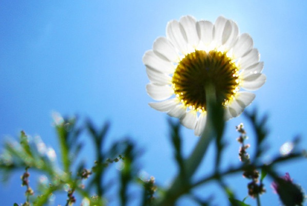 sunny-flower-natural-radiance