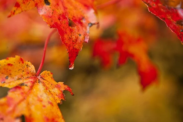 fall-beauty-tune-up.jpg