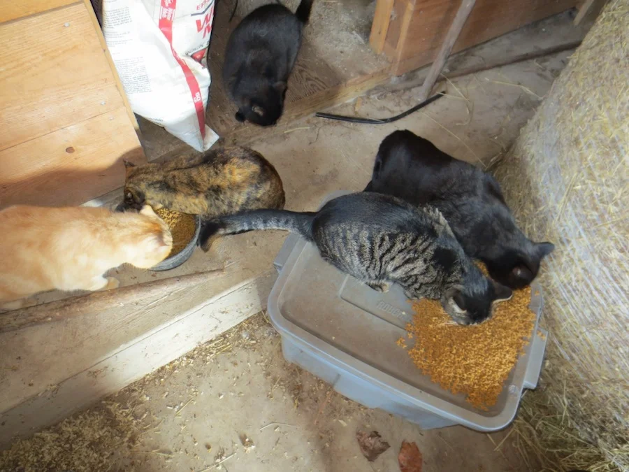 cats partrolling the barn_small.jpg