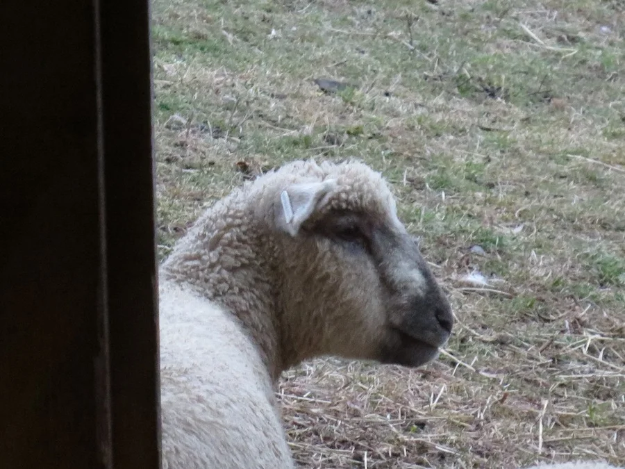 one wedding sheep sm.jpg