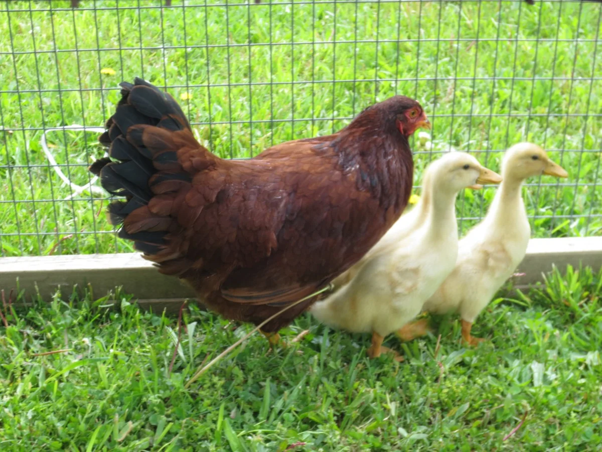 3 ducklings and hen copy.jpg