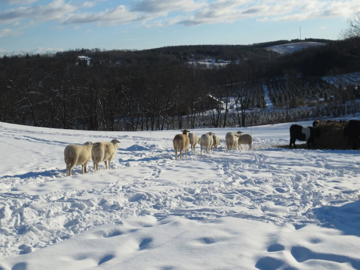 sheep to the round bale feeder smjpg.jpg