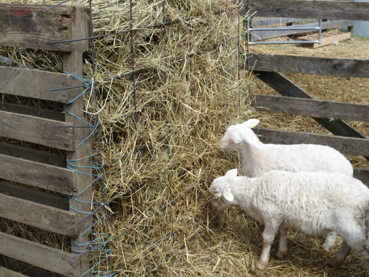 sheep barnyard feeder side copy.jpg