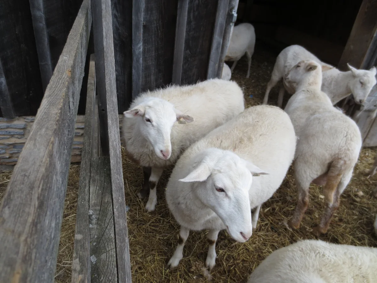 005 and 006 waiting for lambs copy.jpg