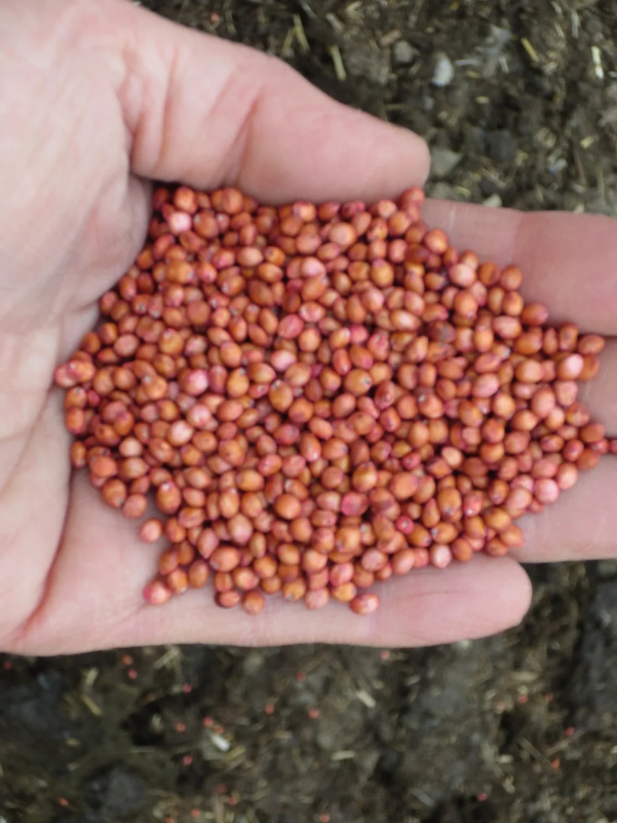 sorghum:sudan grass seed copy.jpg
