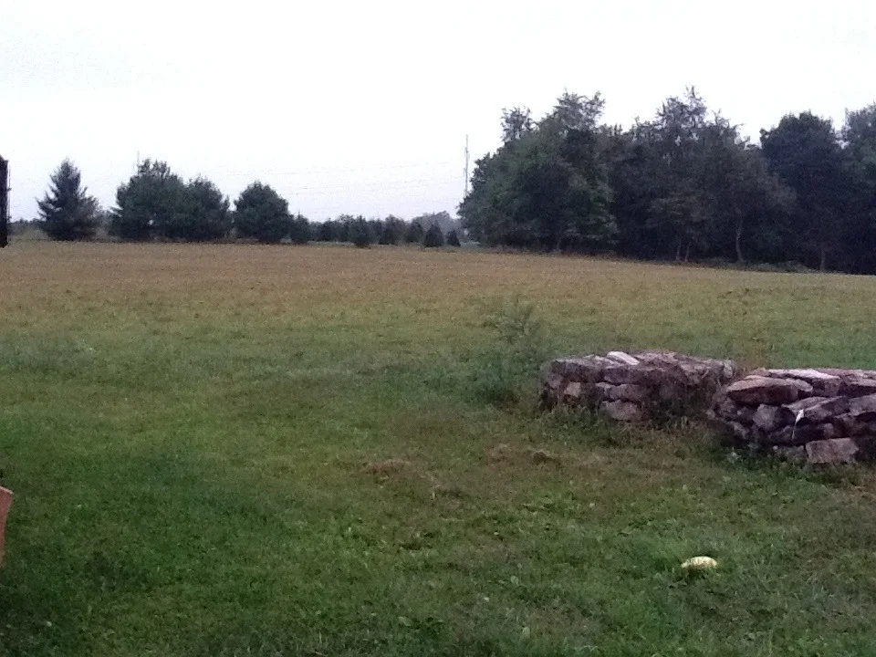cut pasture.jpg