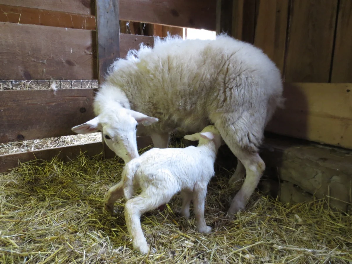 005 and lamb '13 copy.jpg