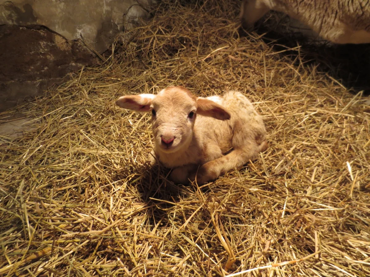 mauve's lamb '13 copy.jpg