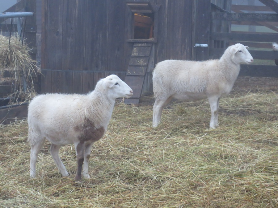 marilla's twins s.jpg