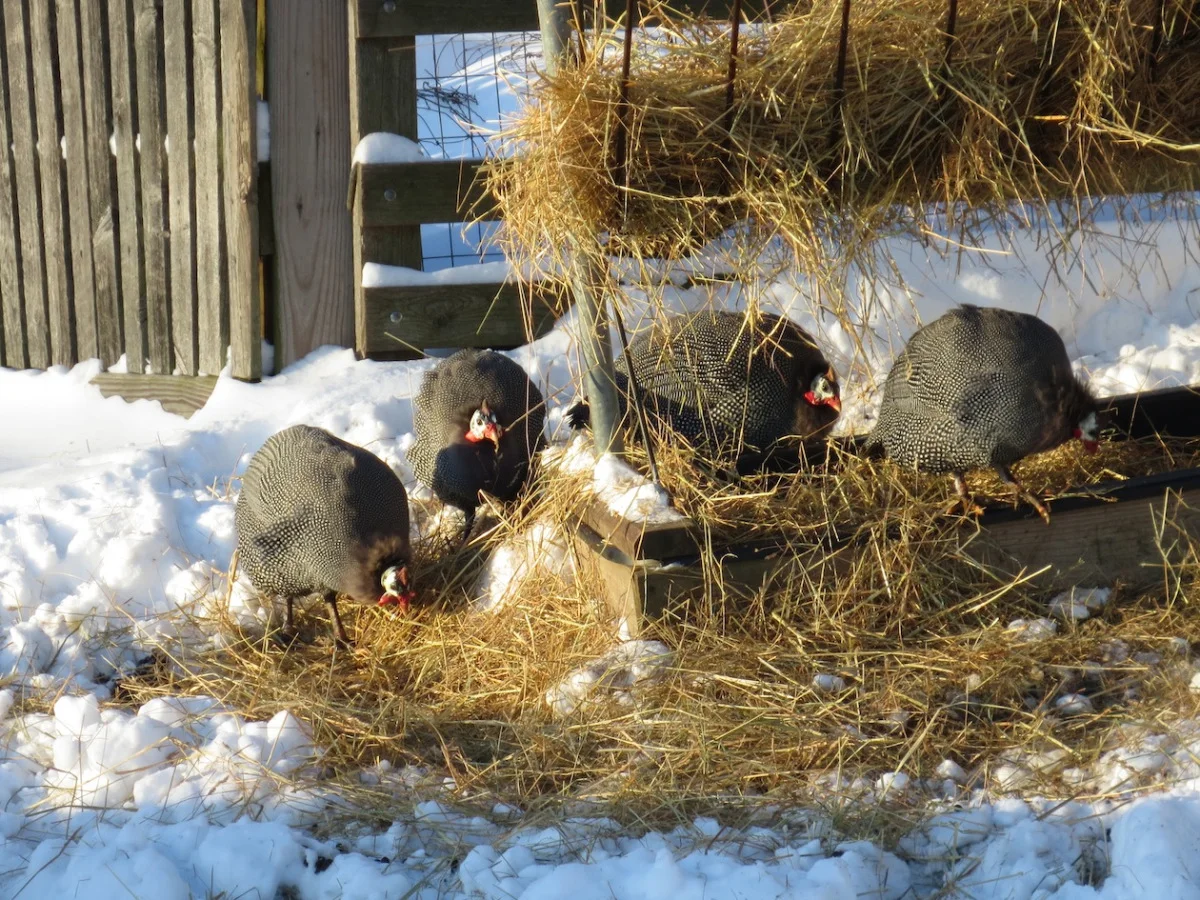 guineas in the feeder sm.jpg