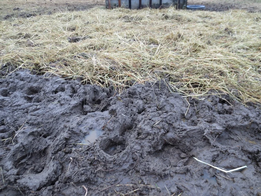 muddy pasture.jpg