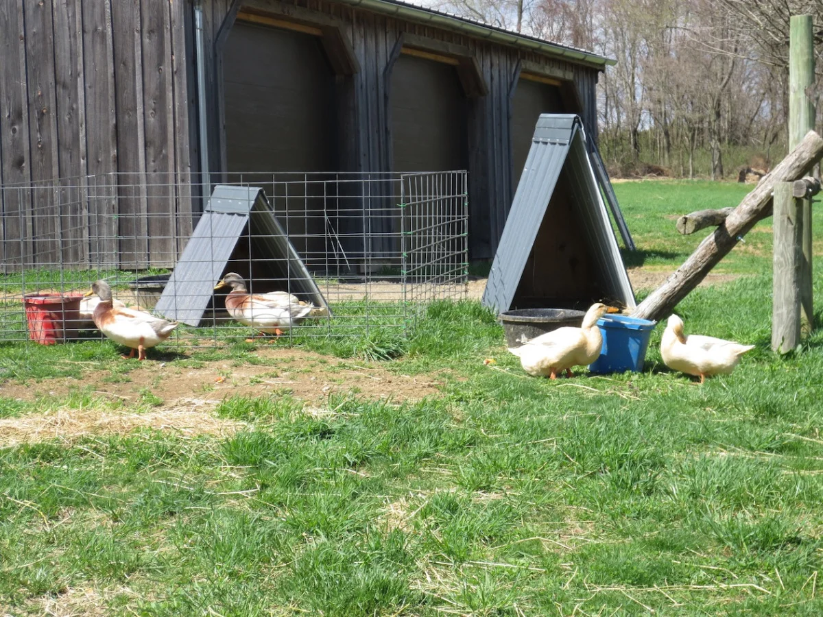 duck village in orchard copy.jpg