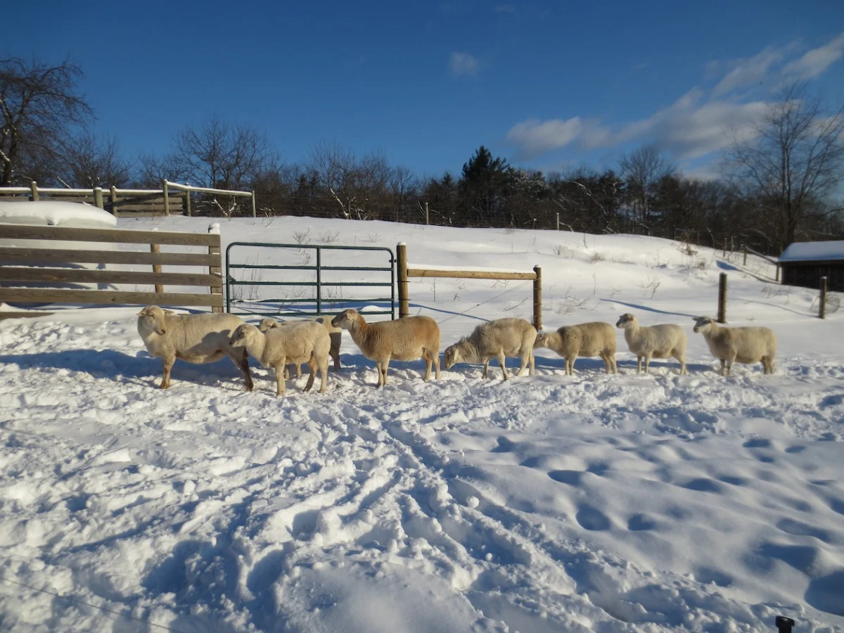 sheep from the feeder sm.jpg